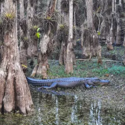 Big Cypress National Preserve - Clewiston