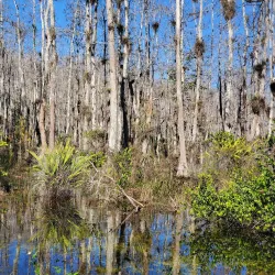 Big Cypress National Preserve - Clewiston
