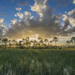 Big Cypress National Preserve - Clewiston