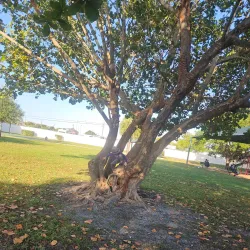 Betty Booth Roberts Park - Coral Springs