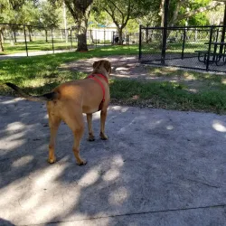 Coral Springs Dog Park - Coral Springs