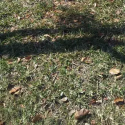 Coral Springs Dog Park - Coral Springs