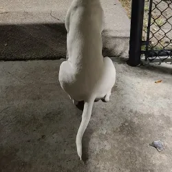 Coral Springs Dog Park - Coral Springs