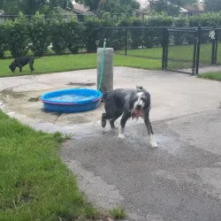 Coral Springs Dog Park - Coral Springs