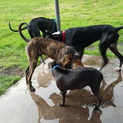 Coral Springs Dog Park - Coral Springs