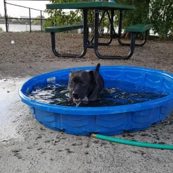 Coral Springs Dog Park - Coral Springs