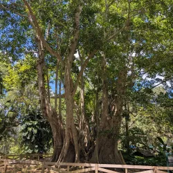 Flamingo Gardens - Coral Springs