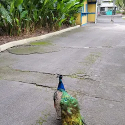Flamingo Gardens - Coral Springs