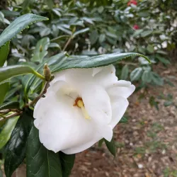 Eden Gardens State Park - Defuniak Springs