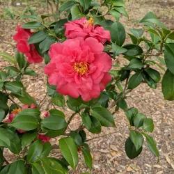 Eden Gardens State Park - Defuniak Springs