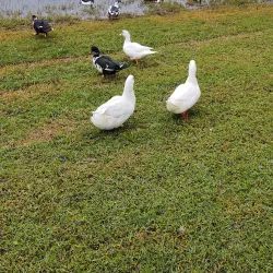 Lake DeFuniak Park - Defuniak Springs