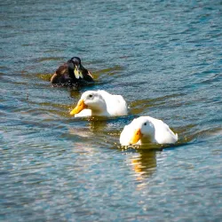 Lake DeFuniak Park - Defuniak Springs