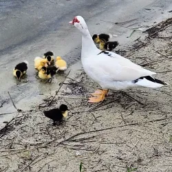 Lake DeFuniak - Defuniak Springs