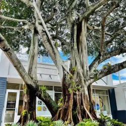 Pineapple Grove Arts District - Delray Beach