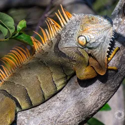 Wakodahatchee Wetlands - Delray Beach