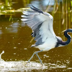 Wakodahatchee Wetlands - Delray Beach
