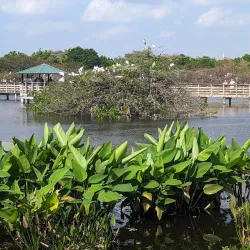 Wakodahatchee Wetlands - Delray Beach
