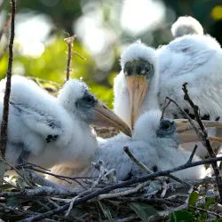 Wakodahatchee Wetlands - Delray Beach