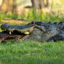 Wakodahatchee Wetlands - Delray Beach