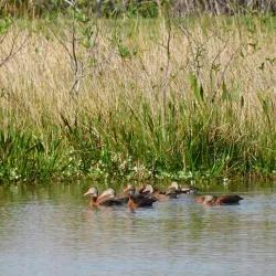 Wakodahatchee Wetlands - Delray Beach