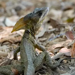 Wakodahatchee Wetlands - Delray Beach
