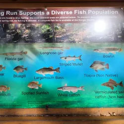 Blue Springs State Park - Deltona