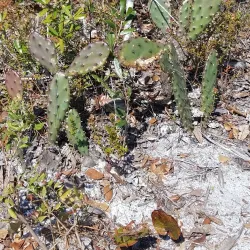 Deltona Amphitheater - Deltona