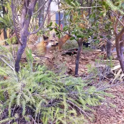 Deltona Amphitheater - Deltona