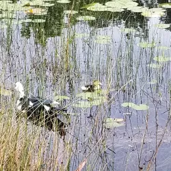 Deltona Lakes Park - Deltona