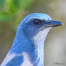 Deltona Nature Trail - Deltona