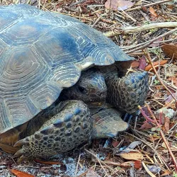 Deltona Nature Trail - Deltona
