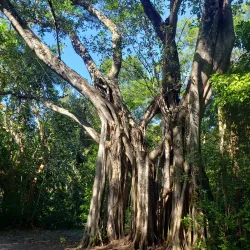 Bonnet House Museum & Gardens - Fort Lauderdale
