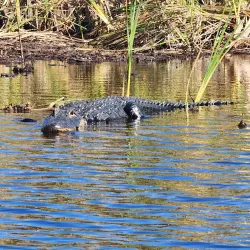 Everglades Holiday Park - Fort Lauderdale