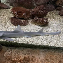 Museum of Discovery and Science - Fort Lauderdale