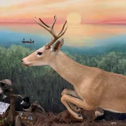 Calusa Nature Center and Planetarium - Fort Myers