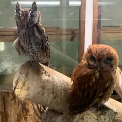 Calusa Nature Center and Planetarium - Fort Myers