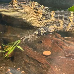 Calusa Nature Center and Planetarium - Fort Myers