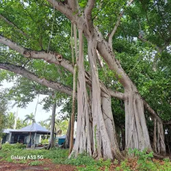 Edison and Ford Winter Estates - Fort Myers