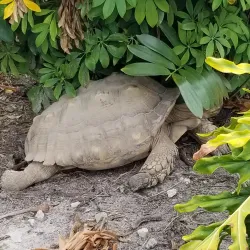 IMAG History & Science Center - Fort Myers
