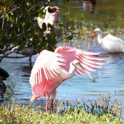 J.N. "Ding" Darling National Wildlife Refuge - Fort Myers