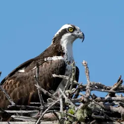 J.N. "Ding" Darling National Wildlife Refuge - Fort Myers