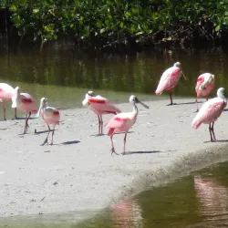 J.N. "Ding" Darling National Wildlife Refuge - Fort Myers