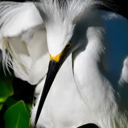 J.N. "Ding" Darling National Wildlife Refuge - Fort Myers