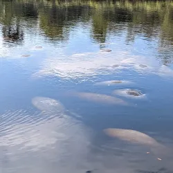 Manatee Park - Fort Myers