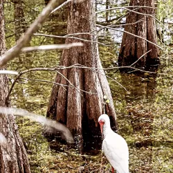Six Mile Cypress Slough Preserve - Fort Myers