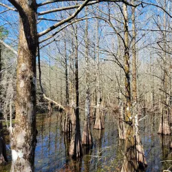 Six Mile Cypress Slough Preserve - Fort Myers