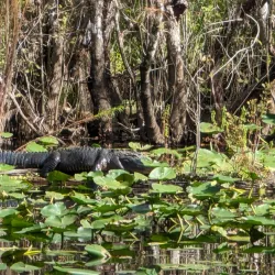 Six Mile Cypress Slough Preserve - Fort Myers