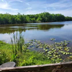 Six Mile Cypress Slough Preserve - Fort Myers