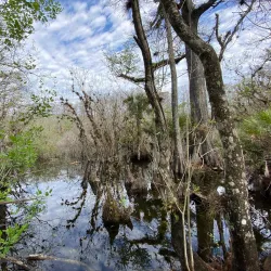 Six Mile Cypress Slough Preserve - Fort Myers