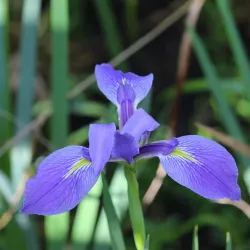Six Mile Cypress Slough Preserve - Fort Myers